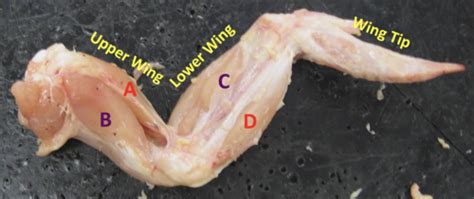 Lab Six Chicken Wing Dissection Flashcards Quizlet