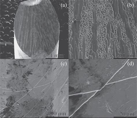 Sem Micrographs Of Surface Morphology And Fracture Feature Of As Cast