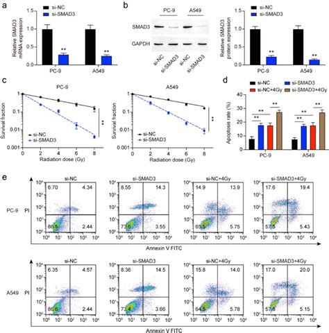 Smad3 Suppression Enhanced The Radiosensitivity Of Luad Cells A