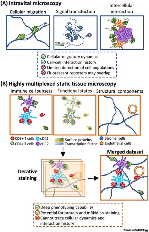 Intravital And High Content Multiplex Imaging Of The Immune System