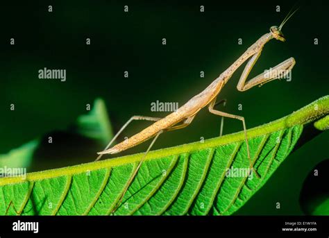 Unidentified mantis, malaysia Stock Photo - Alamy