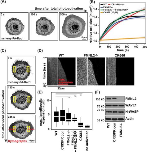 Rac Induced Lamellipodia Formation Is Independent Of Fmnl A Single