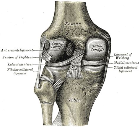 Fibula - wikidoc