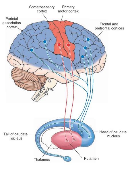 Myneurologytips Basal Ganglia