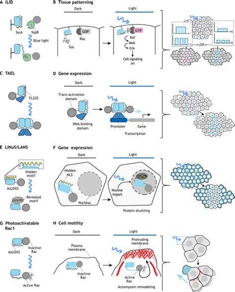 Principles and applications of optogenetics in developmental biology ...