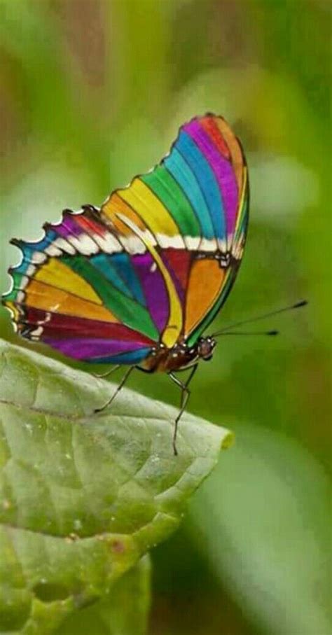 Most Colorful Butterfly In The World