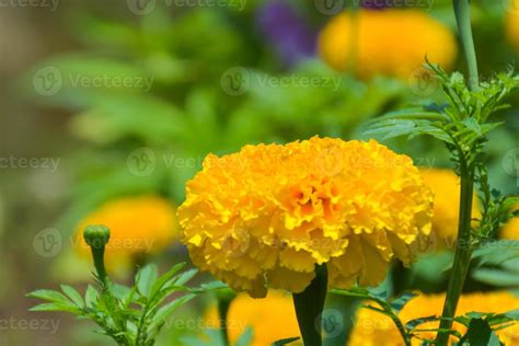 marigolds flower yellow blooming 11974168 Stock Photo at Vecteezy