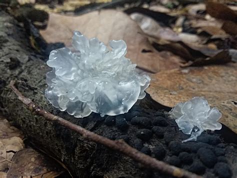 Silver Ear Mushroom Tremella Fuciformis Growing Next To Some Carbon