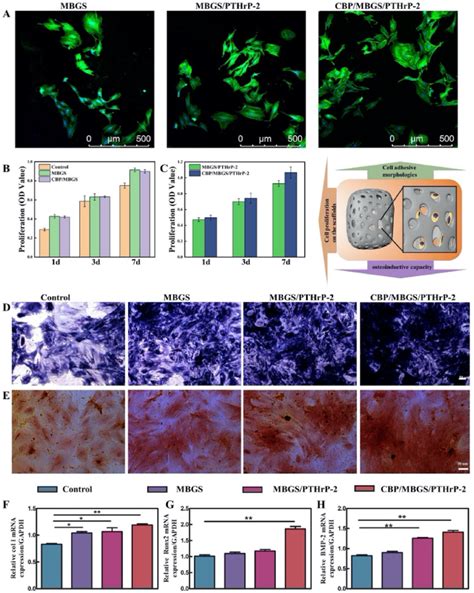 In Vitro Proliferation And Differentiation Of Bmscs On Different