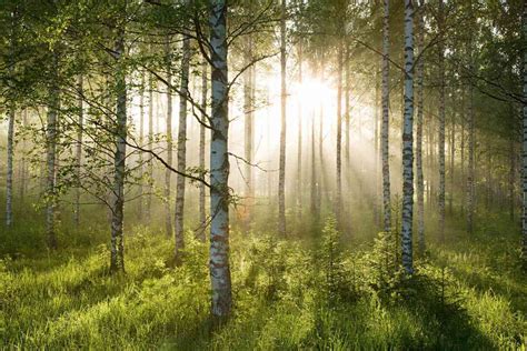 19 Facts About Forest Conservation - Facts.net