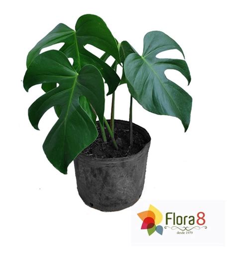 Planta Costela De Adao Natural MercadoLivre