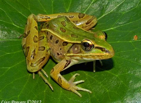 Southern Leopard Frog