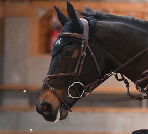 Le Haras Des Coudrettes Chevaux La Vente