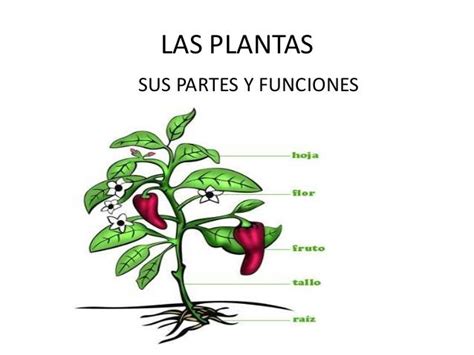 Funciones De Las Partes De La Planta Quiz Quizizz The Best Porn Website