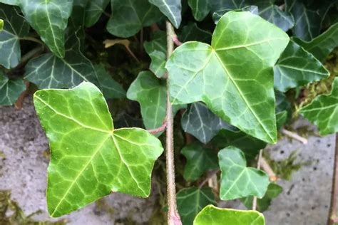 Hedera helix | Die Wildstaudengärtnerei AG