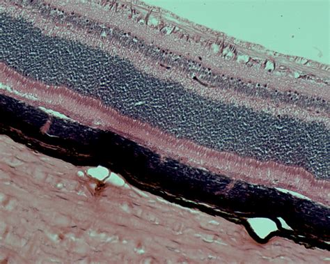 Retina Histology Diagram | Quizlet