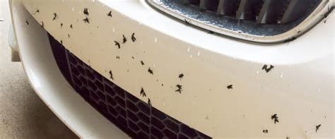 How To Best Remove Bugs From Your Car And Protect Car Paint From Bugs