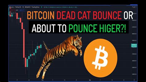 Bitcoin Dead Cat Bounce Technical Chart Analysis Btc Next Move