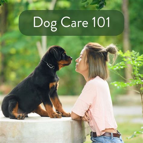 Veterinary Care 101 A Comprehensive Guide To The Best Interest Of Your Furry Friends