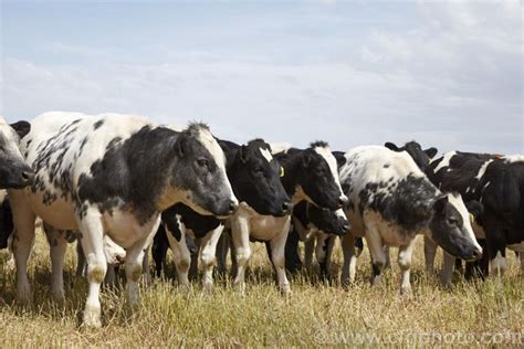 A group of yearling Belgian Blue cattle showing some of the colour ...