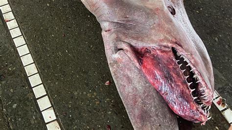 Freakish Goblin Shark Captured Near Taiwan Herald Sun