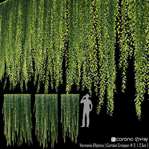 Curtain creeper - Vernonia elliptica 01 (3D Model) - 3DTree