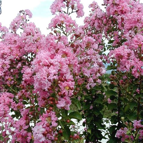 Lagerstroemia Indica Rosea Nova Liliac Indian Floraria Secret