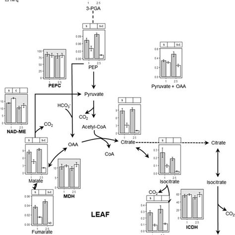 Organic Acids And Enzyme Activities Associate To Tca Cycle In The Leaf