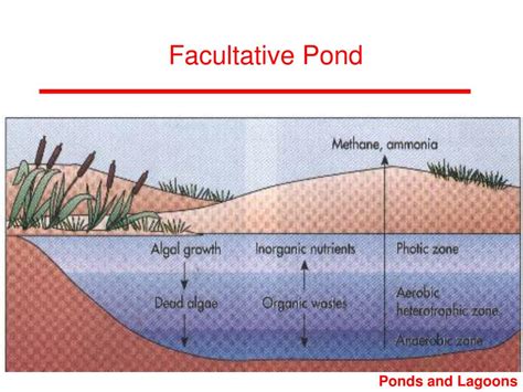 Wastewater Ponds