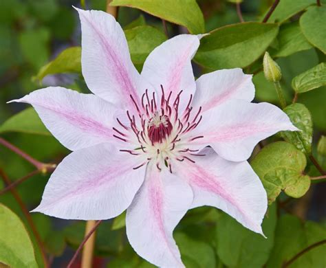 Waldrebe Nelly Moser Clematis Hybriden Nelly Moser günstig kaufen