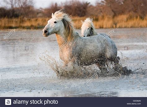 Camargue Horses Trotting Through Swamp Saintes Marie De La Mer In