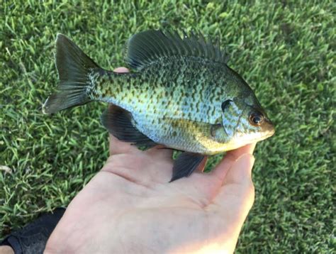 Sunfish, Bluegill Kenman | www.roughfish.com