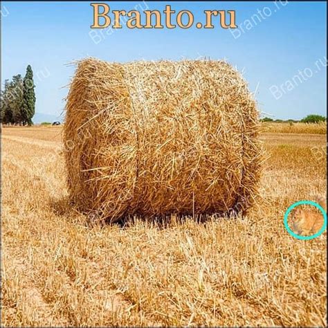 Найди кота на картинке - ответы на игру: Уровни 1-20