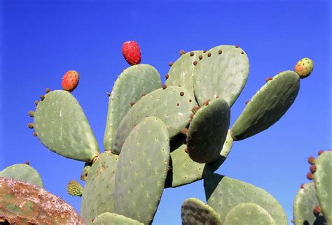 Opuntia Ficus Indica Photograph By David Henderson Science Photo