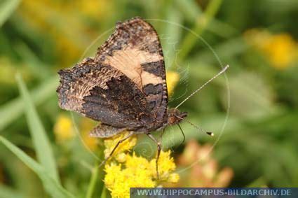 Aglais Urticae Alias Small Tortoiseshell Hippocampus Bildarchiv