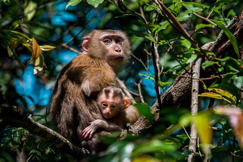 Northern pig-tailed macaque (Macaca leonina)