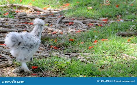 Un Pollo Blanco De Silkie En Parque Imagen De Archivo Imagen De