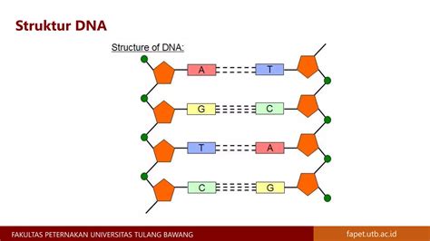 Materi Genetik Kromosom Gen Dna Dan Rna Materi Genetika Ternak Ppt