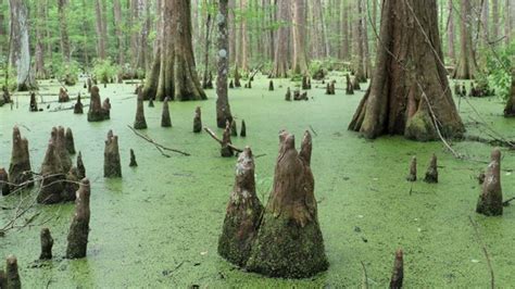 Wetlands Big Thicket National Preserve Us National Park Service