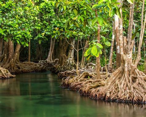 Environmentalists Outraged As Protected Florida Mangroves Razed For