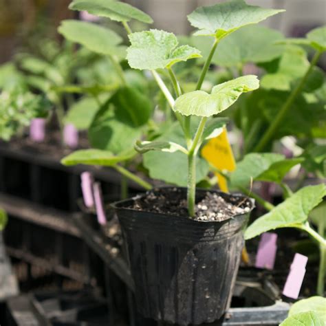 Planta de Melón Calameño La Mano Verde