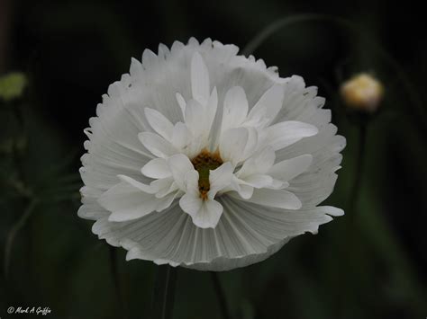 Cosmos Cups And Saucers In My Garden Mark Griffin Flickr