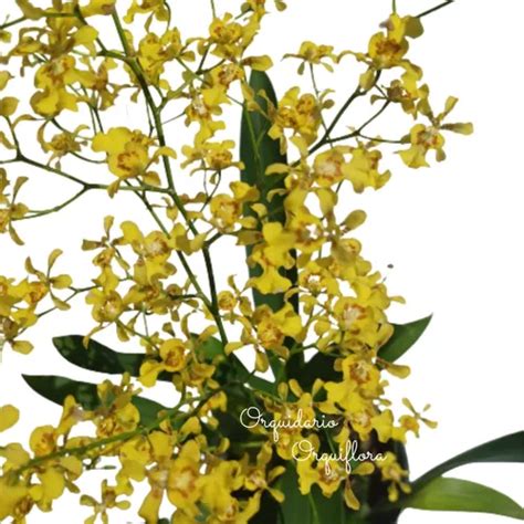 Linda Muda Orqu Dea Oncidium Obryzatum Mercadolivre