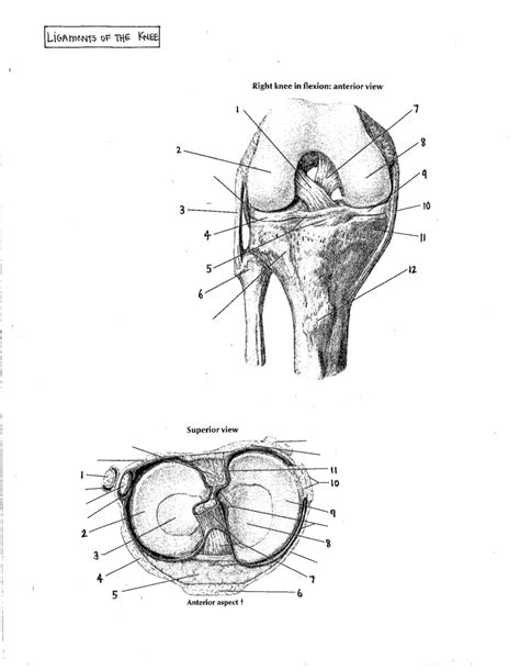 Knee Anatomy Ligaments Diagram Quizlet