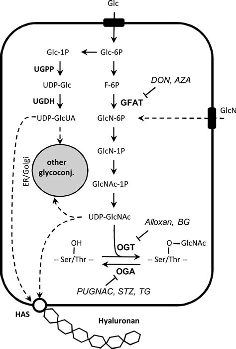 Role Of Udp N Acetylglucosamine Glcnac And O Glcnacylation Of Hyaluronan Synthase 2 In The