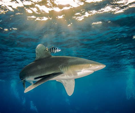 Oceanic Whitetip Shark (Carcharhinus longimanus) - ANGARI Foundation