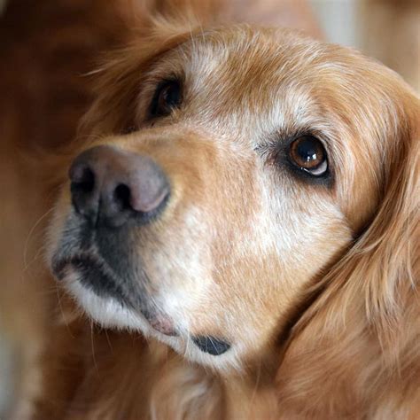 Golden Retriever Anxiety: Symptoms, Solutions, Causes, & Mistakes – Golden Hearts