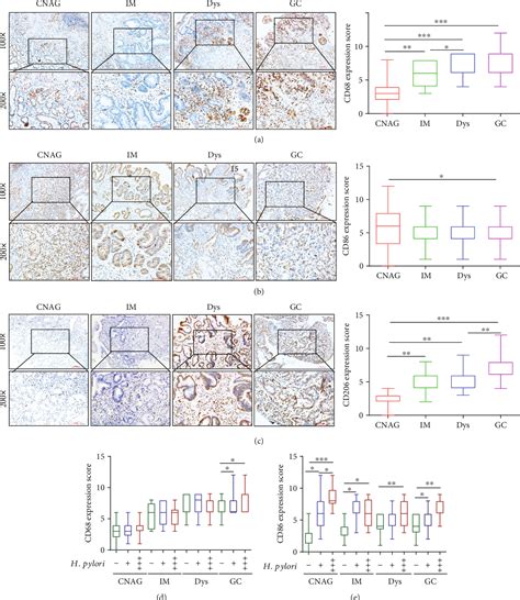 Figure 1 From The Degree Of Helicobacter Pylori Infection Affects The