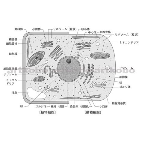 細胞質の構造と機能