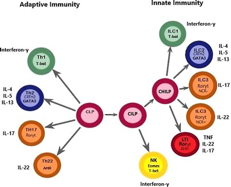 Frontiers Innate Lymphoid Cells In Human Pregnancy